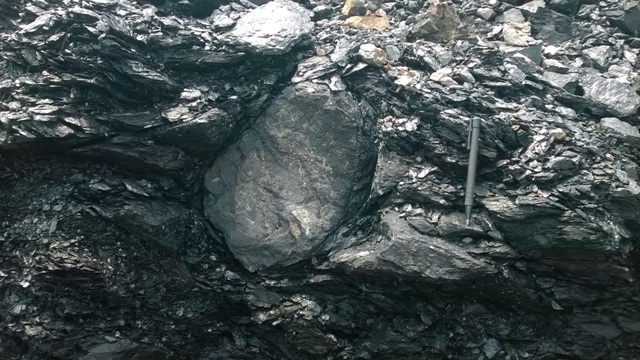 Các lớp đá chứa thân cây hóa thạch kích thước lớn mới được phát hiện