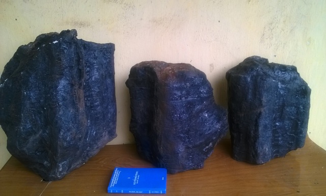 Các lớp đá chứa thân cây hóa thạch kích thước lớn mới được phát hiện