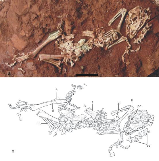 Phát hiện hóa thạch nhỏ nhất của loài khủng long Ovirapto